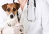 Nuevas tendencias en medicina para mascotas
