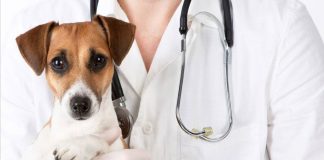 Nuevas tendencias en medicina para mascotas